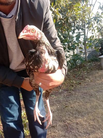 2 pairs quality Aseel for sale