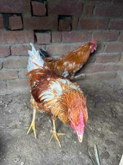 desi murgha ghr ka misri murgha desi hens