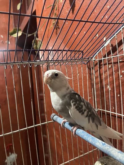 V paid Cocktail 3 years old