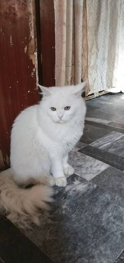 Persian Cat female golden eyes