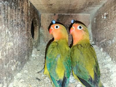 Green Ewing Opalines . what's app: 0302_6247572