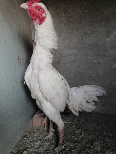 aseel Mianwali Murge