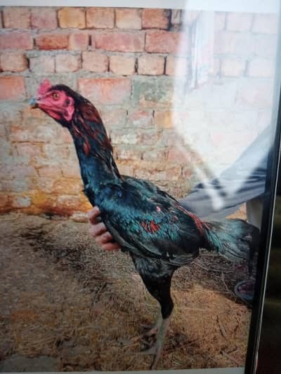 Thai 03*14*043*34*70/03*02*42*27*215