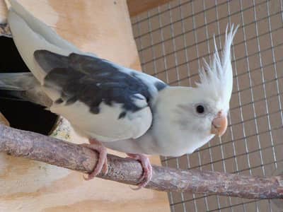 ino peid cocktails males breeder available for sale in lahore