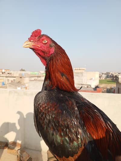 Aseel Rampuri  Lakha