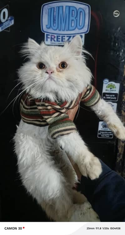 punch face male cat for sale