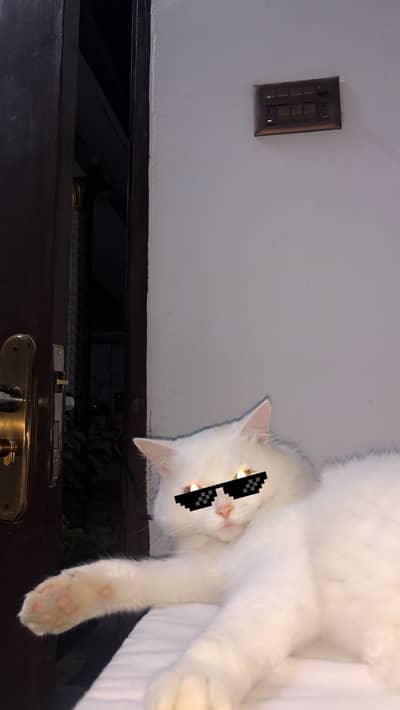 Persian cat for sale wattsup 03115562197