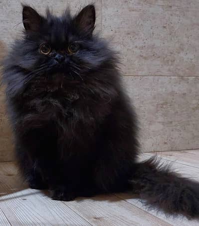 Persian Kitten