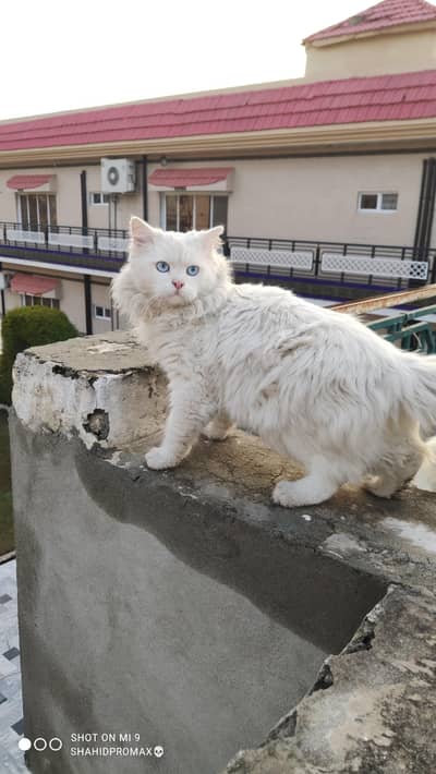 Persian male cat blue eyes