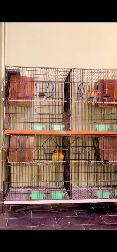 Selling 8 breeding pairs