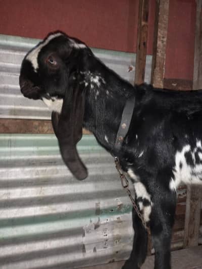 Amritsari beetal bakra