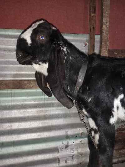 Amritsari beetal bakra