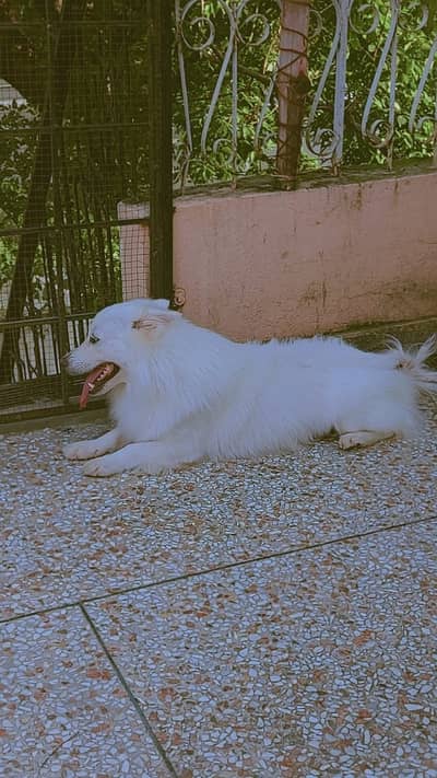 White and beautiful little dog
