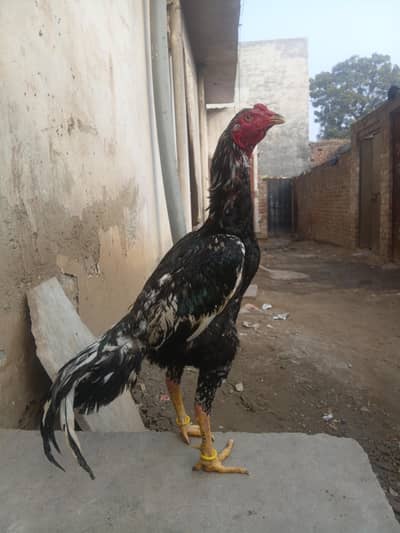 best Aseel Murga For Sale