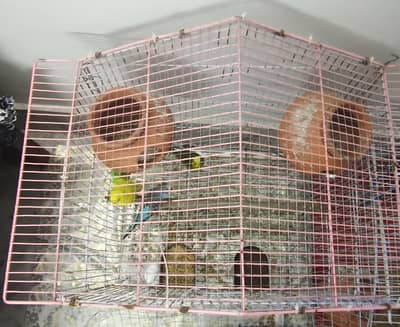 Parrots with cage for sale