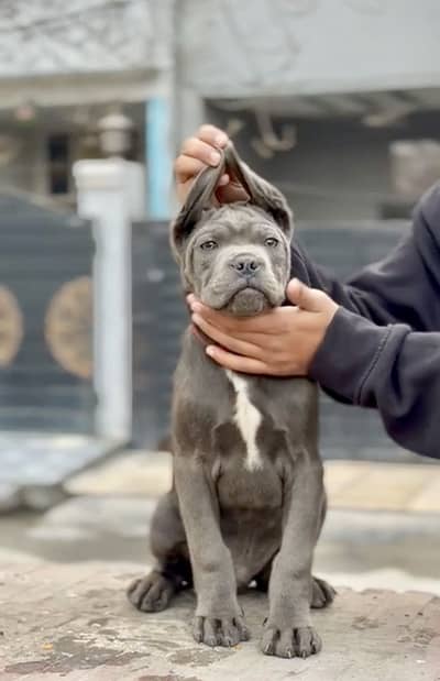 IMPORTED CANE CORSO PUPPIES