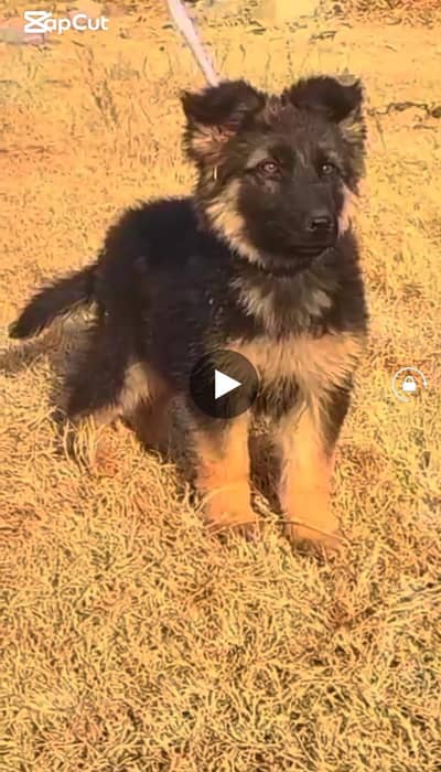 German Shepherd double coat female for sale03192245032