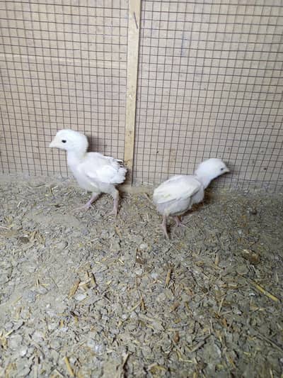 Heera Aseel Pair  Chicks Pair ( 03204661930 )