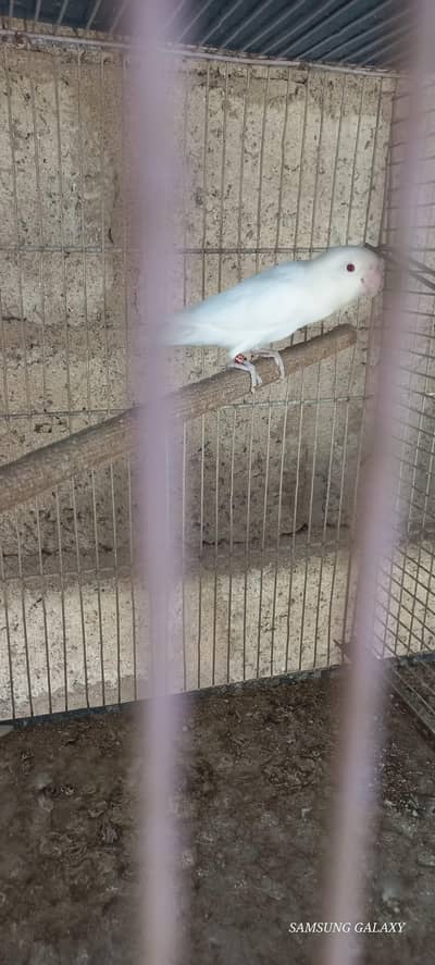 top Quality Running set up Albino red eyes breeder pairs guaranteed