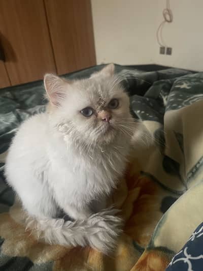 Siamese himaliyan puch face male cat