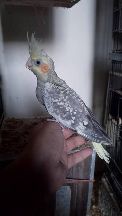 cocktail or love birds chicks for sale