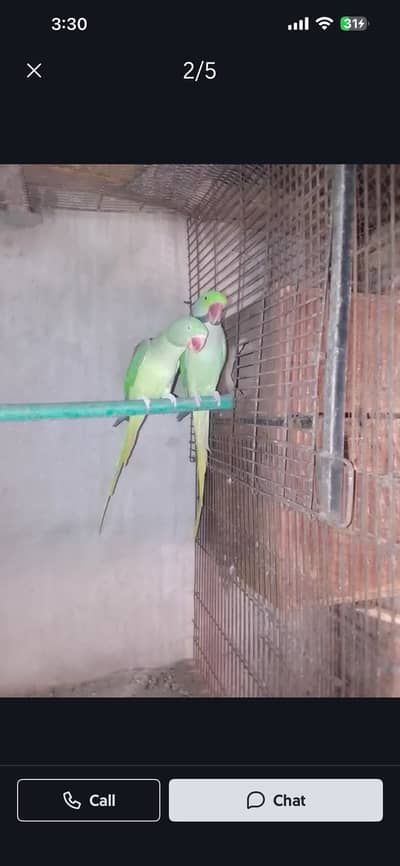 Raw Parrot Breeder Pair (Licensed) – Adult & Active Pair
