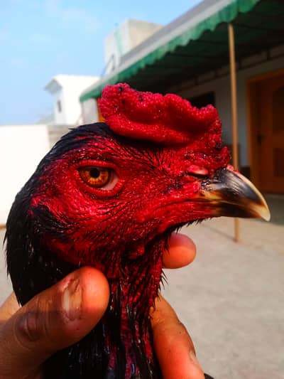 Pure panus pakoye neck locker pair for sale : Whatsapp 03032766741