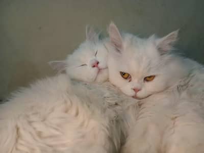 persion cats i want to sell it
