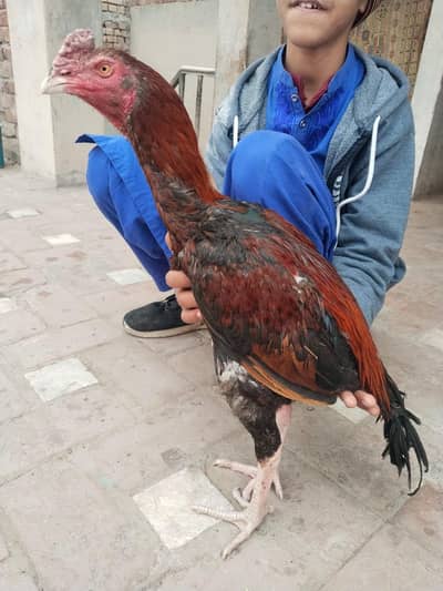 Lakha patha for sale 03074968775