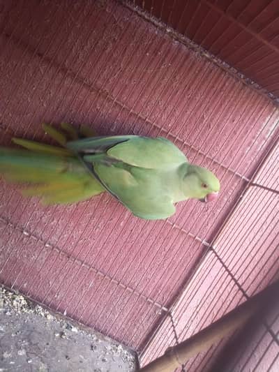 Beautiful Green Parrot for Sale – Healthy & Active