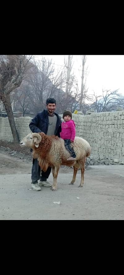 kabuli dumba ram breeder
