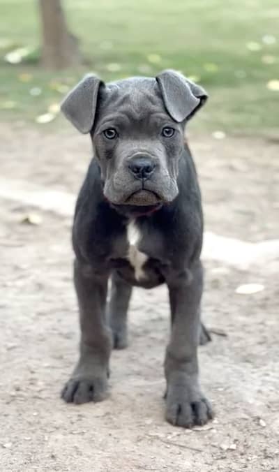IMPORTED CANE CORSO PUPPY HIGH QUALITY  AVAILABLE