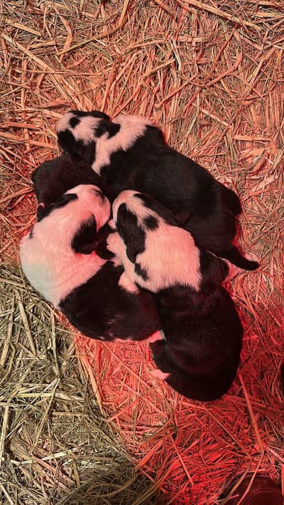 Alabai puppies for sale/booking