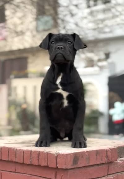 IMPORTED CANE CORSO HIGH QUALITY PUPPIES AVAILABLE