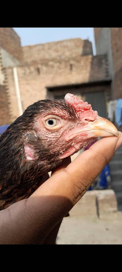 high quality aseel murgi