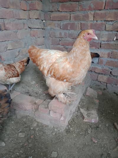 golden heavy buff male