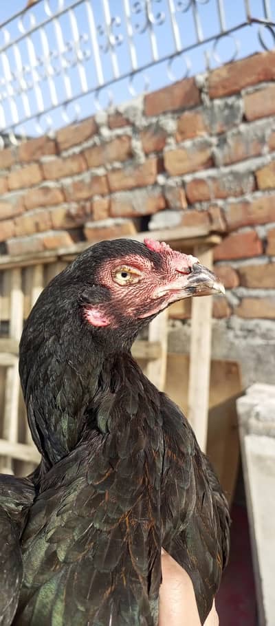 TOP CLASS BREEDER MUSHKI ASEEEL FOR SALE