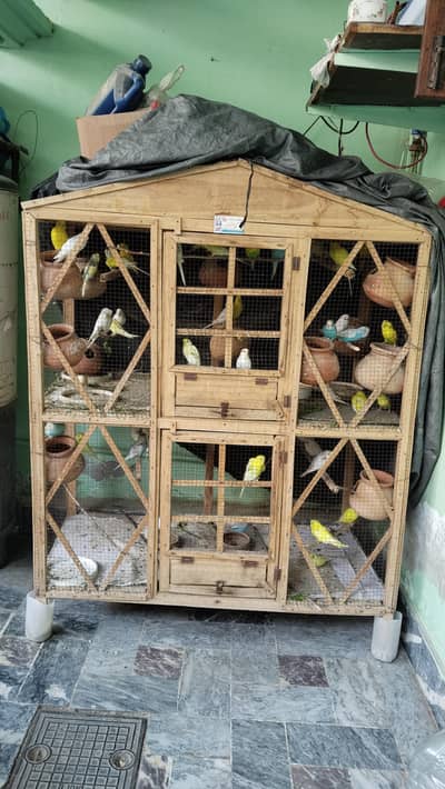 cage and parrots for sale