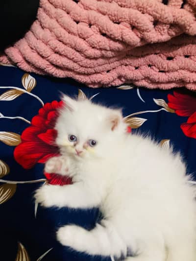 Persian kitten | Triple coated | semi punch