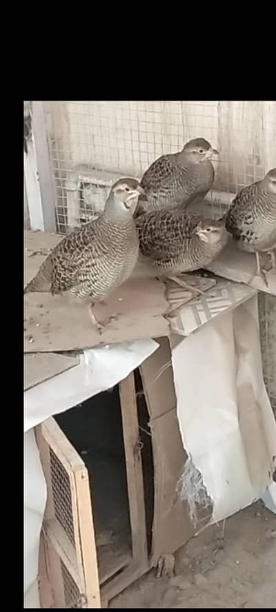 7 teetar Hain 1 jora aur 5 bachay.