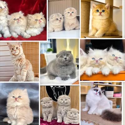 British shorthair munchkins Scottish fold Persian cat kitten