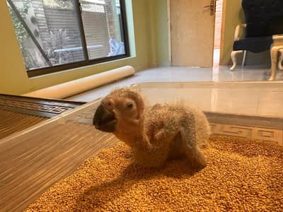 African Grey Chick