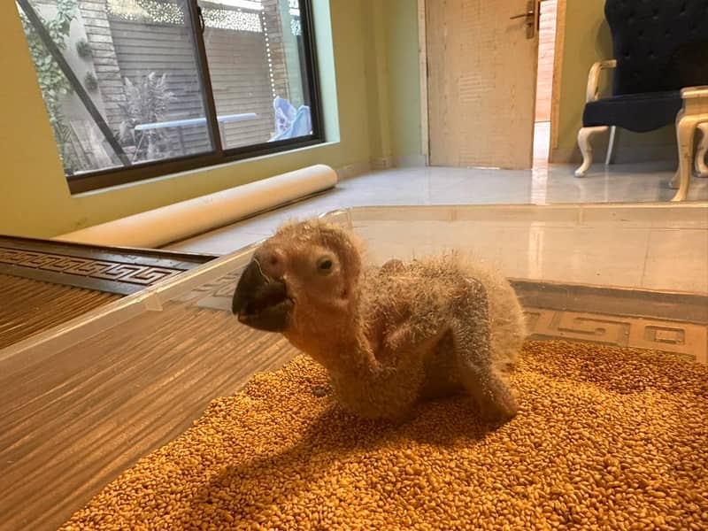 African Grey Chick 0