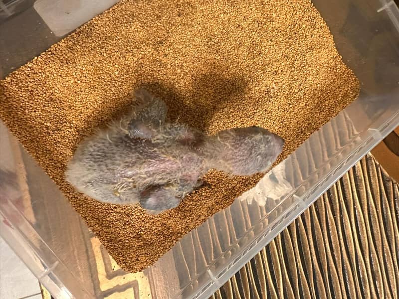African Grey Chick 2
