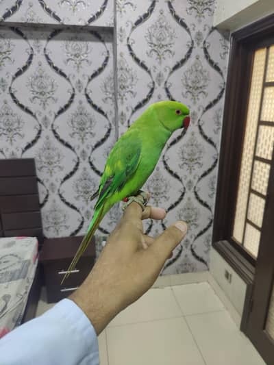 pied ringneck hand tamed