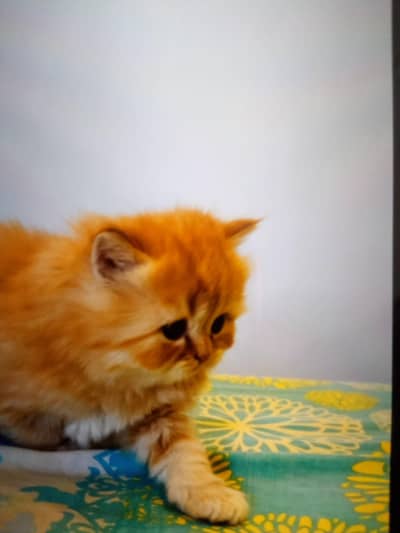 playful perscian kittens for sale