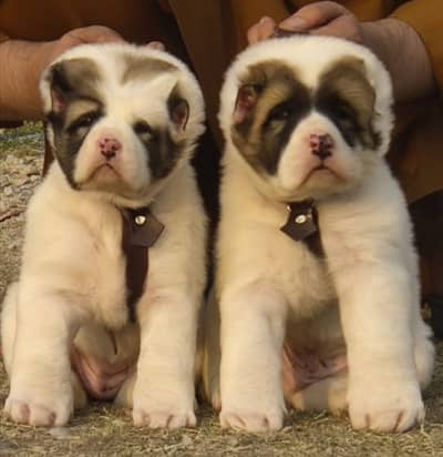 Alabai Pair / Alabai Dog /king Alabai Pair security dog for sale