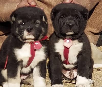bakharwal pair / security dog / bakharwal puppies for sale
