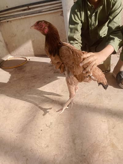 Aseel murgi & murga for sale