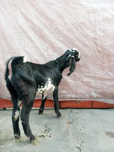 Amritsari beetal bakra